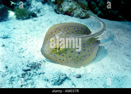 Bluespotted Ribbontail Ray, Taeniura Lymma, Rotes Meer, Ägypten Stockfoto