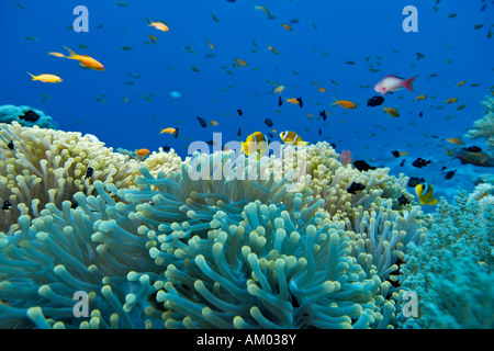 Clarks Anemonenfische, Amphiprion Clarkii, Schwimmen über Seeanemone, Hereracitis Magnifica, Rotes Meer, Ägypten Stockfoto