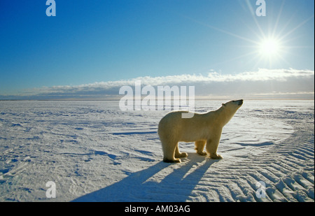 Eisbär (Ursus Maritimus), Hudson Bay, Kanada, Nordamerika Stockfoto
