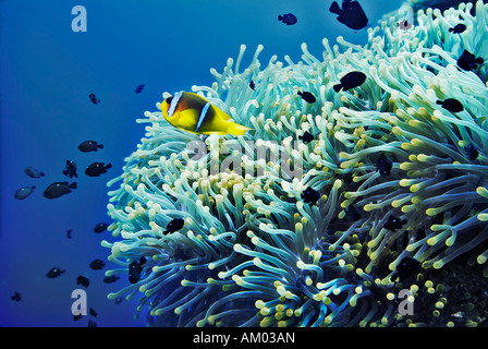 Clarks Anemonenfische, Amphiprion Clarkii schwimmen vor Seeanemone, Hereracitis Magnifica, Rotes Meer, Ägypten Stockfoto