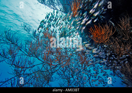 Pygmäen Kehrmaschine, Parapiacanthus Ransonneti, Schwimmen im schwarzen Korallen, Rotes Meer, Ägypten Stockfoto