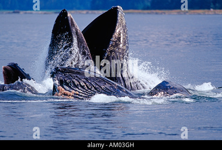 Einige Buckelwale (Impressionen Novaeangliae) in Wasser, Alaska, Amerika Stockfoto