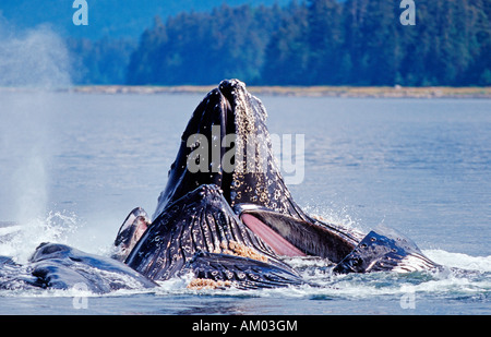 Einige Buckelwale (Impressionen Novaeangliae) in Wasser, Alaska, Amerika Stockfoto