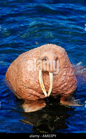 Pazifische Walross (Odobenus Rosmarus Divergens, Porträt, Beringmeer, Alaska Stockfoto