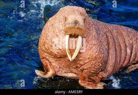 Pazifische Walross (Odobenus Rosmarus Divergens), Porträt, Beringmeer, Alaska Stockfoto