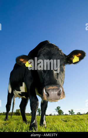 Milchkuh auf einer Wiese, Usedom, Deutschland Stockfoto