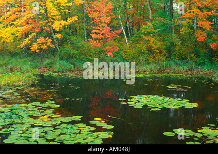 Farben des Herbstes spiegelt in einem Teich am Lake Itasca State Park-Minnesota Stockfoto