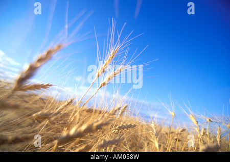 Wheat field in the Red River Valley of Minnesota Stockfoto