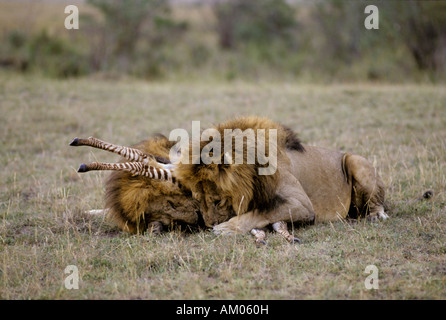 Zwei männliche Löwen töten ein junges Zebra (Equus Quagga Boehmi), Masai Mara National Reserve, Kenia Stockfoto