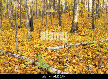 Espe Bäume und Herbstfarben im Tamarac National Wildlife Refuge in Minnesota Stockfoto