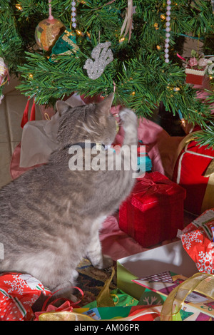 Grau Tabby Katze spielt mit einem Zweig des Weihnachtsbaumes Stockfoto