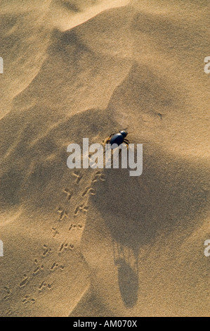 Ein Käfer macht seinen Weg über den heißen Sand der großen Thar Wüste in der Nähe von Manvar Rajasthan Indien Stockfoto