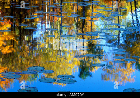 Trees and fall color reflecting in lake Stockfoto