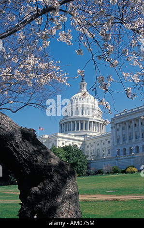 Kirschblüten umrahmen die Kuppel des Capitol Building Washington DC Stockfoto