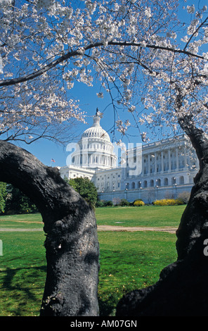 Kirschblüten umrahmen die Kuppel des Capitol Building Washington DC Stockfoto