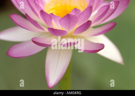 Australien, Kakadu-Nationalpark. Blaue Seerose (Nymphaea Violacea) Stockfoto