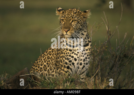 Leopard im Freien sitzen Stockfoto