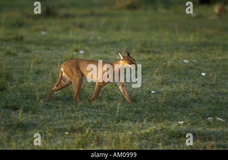 Karakal am frühen Morgen zu Fuß Check für Beute Masai Mara National Reserve Kenia in Ostafrika Stockfoto