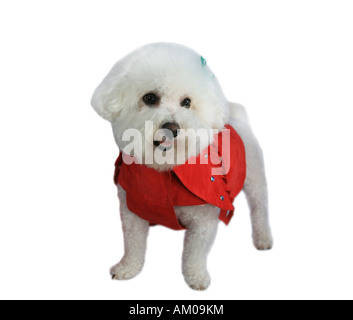 Adorable Bichon Frise Hund trägt rote Mantel isoliert auf weiss Stockfoto