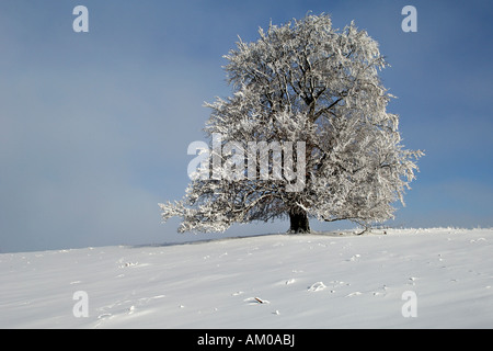 Europäische Buche (Fagus Sylvatica), mit Raureif Stockfoto