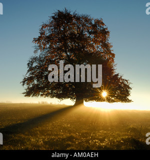 Rotbuche (Fagus Sylvatica) bei Sonnenaufgang Stockfoto