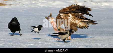 White Tailed Eagle, Europäische Elster Hooded Crow auf den Köder Stockfoto