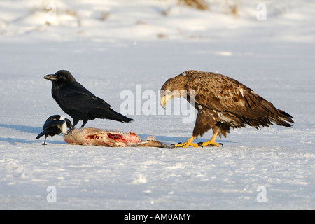 Gemeinsamen Raven, White Tailed Eagle und europäische Elster auf den Köder Stockfoto
