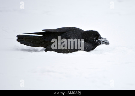 Kolkrabe, wobei ein Bad im Schnee Stockfoto