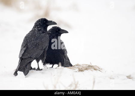 Paar der gemeinsamen Ravens, Paarung mit satiniertem Gefieder Stockfoto