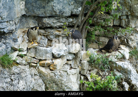 Wanderfalken, Erwachsene mit zwei Jungvögel auf dem Horst Stockfoto