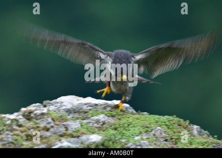 Wanderfalke (Falco Peregrinus), Erwachsene, ab Stockfoto