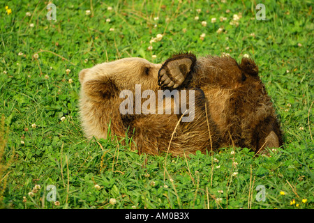 Braunbär (Ursus Arctos Arctos), pup, spielen Stockfoto