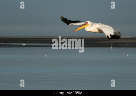 Weißer Pelikan, ein Landeanflug Stockfoto