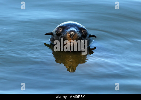 Kap-Seebär im Wasser Stockfoto