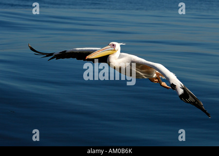 Weißer Pelikan, ein Landeanflug Stockfoto