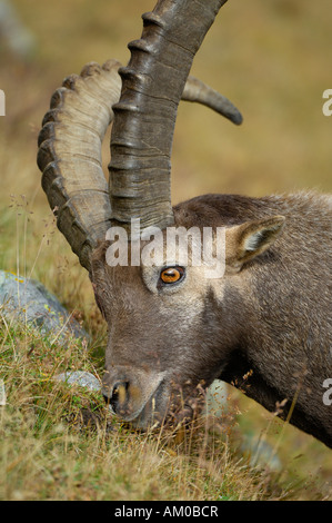 Alpensteinbock (Capra Ibex), Männchen markiert sein Territorium mit Sekretion aus der Nase Stockfoto