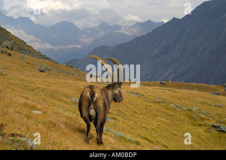 Alpensteinbock (Capra Ibex), Nationalpark Gran Paradiso, Italien Stockfoto