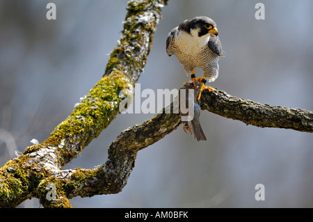 Wanderfalke (Falco Peregrinus), Männlich, mit Tasche Stockfoto