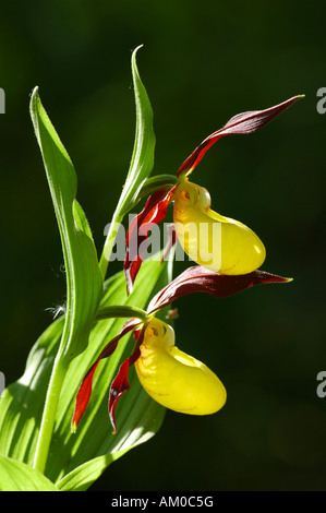 Frauenschuh Orchidee (Cypripedium Calceolus) Stockfoto