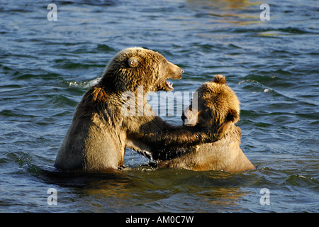 Alaska-Braunbär (Ursus Arctos), zwei Welpen in einem spielerischen Kampf, Katmai Nationalpark, Alaska, USA Stockfoto