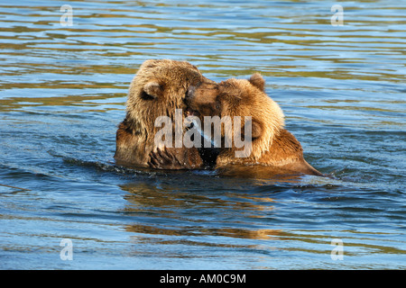 Alaska-Braunbär (Ursus Arctos), zwei spielende Welpen, Katmai Nationalpark, Alaska, USA Stockfoto