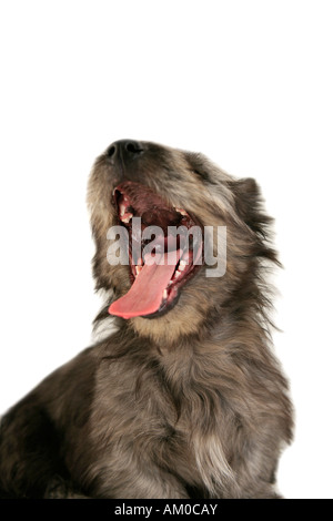 Graue Skye Terrier Welpe mit Mund weit offen in einem Gähnen Stockfoto