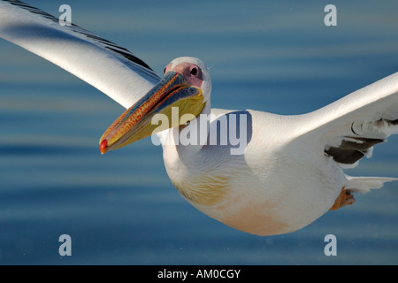 Weißer Pelikan (Pelecanus Onocrotalus) fliegen Stockfoto