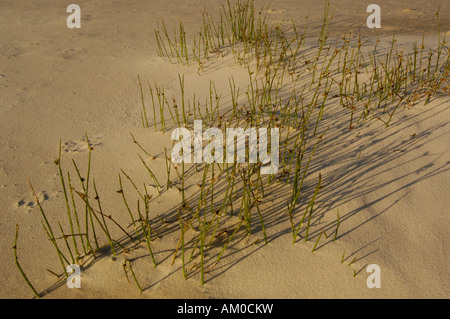 Knorrigen Club-Rush (Isolepis Nodosa) wachsenden am Strand auf North Stradbroke Island vor der Küste von Queensland. Australien. Stockfoto