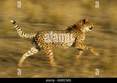 Gepard (Acinonyx Jubatus), laufen Stockfoto