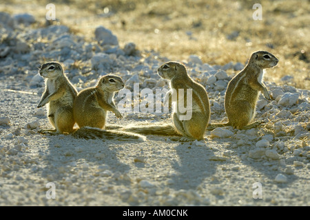 Kap-Borstenhörnchen (Xerus Inauris), Gruppe auf der Rückseite Licht Stockfoto