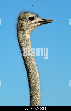 Strauß (Struthio Camelus), Porträt, Weiblich Stockfoto