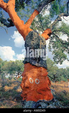 Korkeiche Alentejo Portugal Stockfoto