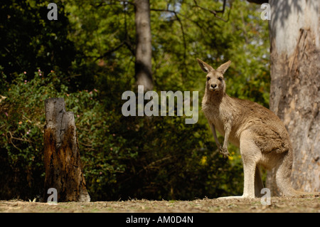 Östliche graue Känguru (Macropus Giganteus) gefangen Queensland. Australien. Stockfoto