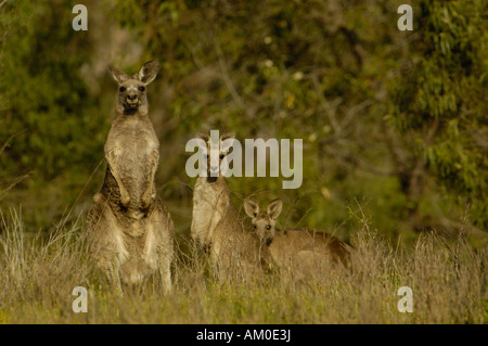 Östliche graue Kängurus (Macropus Giganteus) am Lake Glenbawn im Upper Hunter Valley. Queensland. Australien. Stockfoto